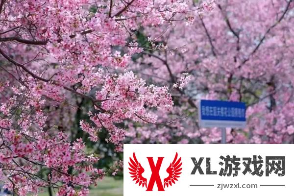 2025韶关樱花公园门票多少钱