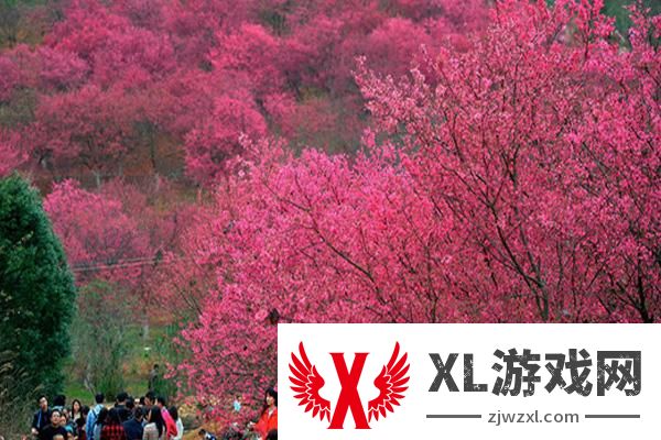 2025韶关樱花公园门票多少钱