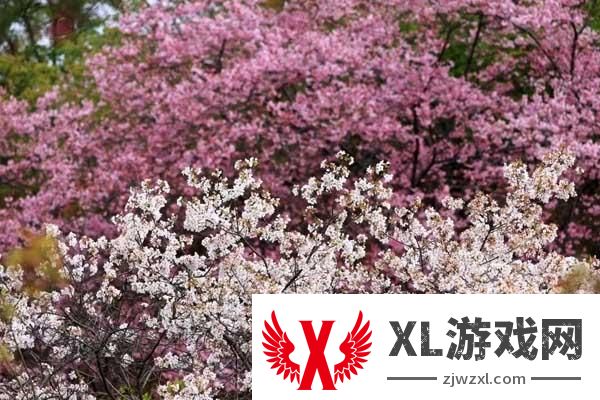 2025新丰樱花峪门票多少钱