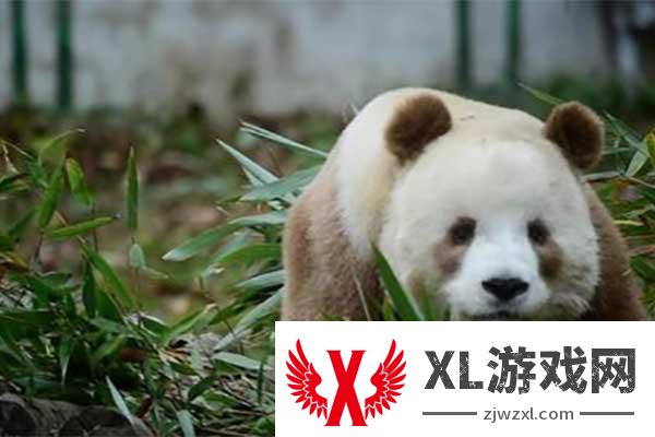 佛坪熊猫谷有几只熊猫
