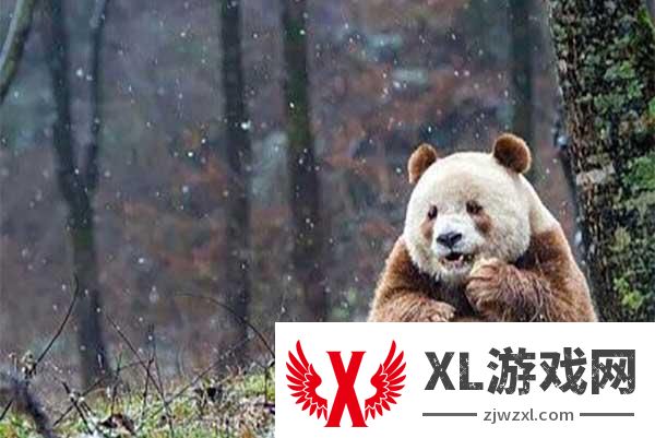 佛坪熊猫谷有几只熊猫