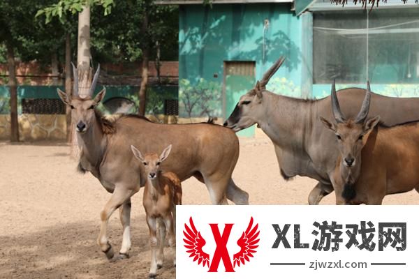 2025濮阳东北庄野生动物园门票多少一张