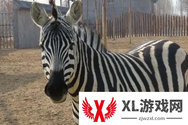 2025濮阳东北庄野生动物园门票多少一张