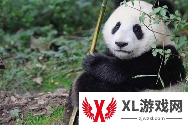 佛坪熊猫谷和熊猫基地哪个好玩些