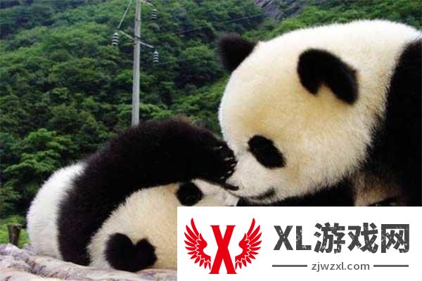 佛坪熊猫谷和熊猫基地哪个好玩些