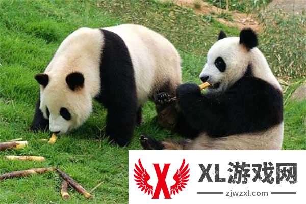 佛坪熊猫谷和熊猫基地哪个好玩些
